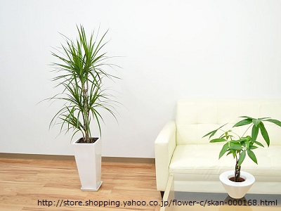 幸運を呼ぶ観葉植物 コンシンネ Green Interior おすすめ観葉植物情報